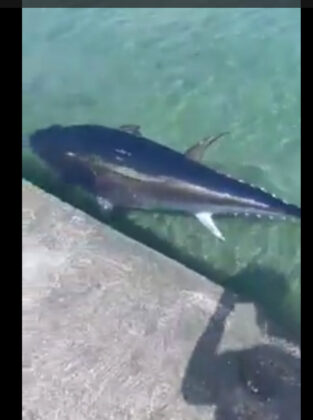 2019 Ogromna zaigrana tuna u Bakarskom zaljevu podsjetila na dane tunolova na Kvarneru